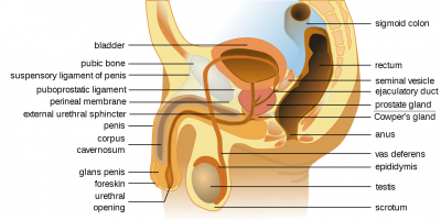 Prostate gland